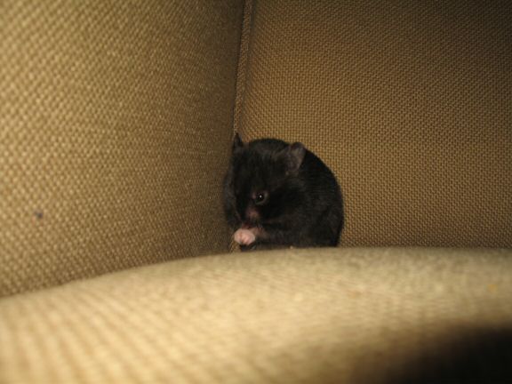 More Couch-Time with my hamster Lucy...