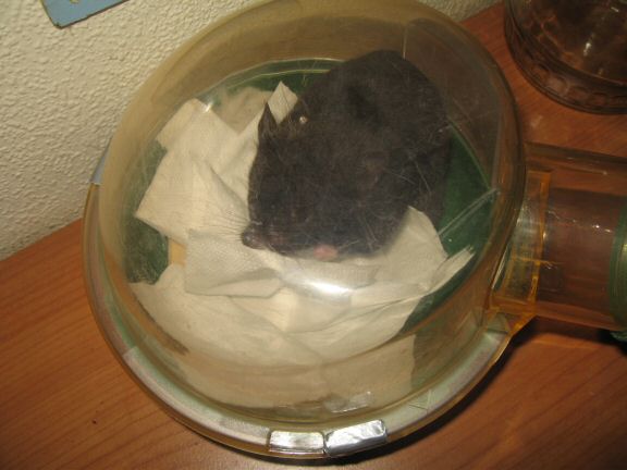 My hamster Lucy's new Mansion Expansion...