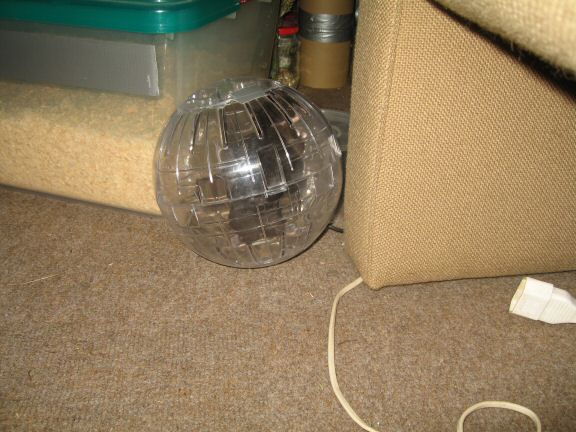 My hamster Lucy's enjoying 'outside her cage time'...