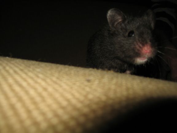 My hamster Lucy's enjoying 'outside her cage time'...