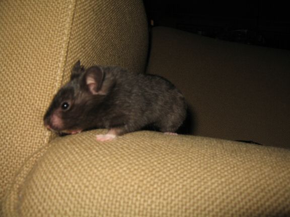 My hamster Lucy's enjoying 'outside her cage time'...