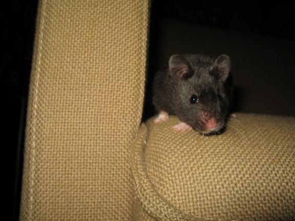 My hamster Lucy's enjoying 'outside her cage time'...