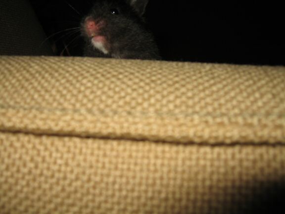 My hamster Lucy's enjoying 'outside her cage time'...