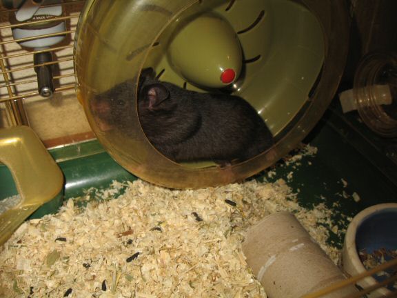 My hamster Lucy wants OUT of her cage...