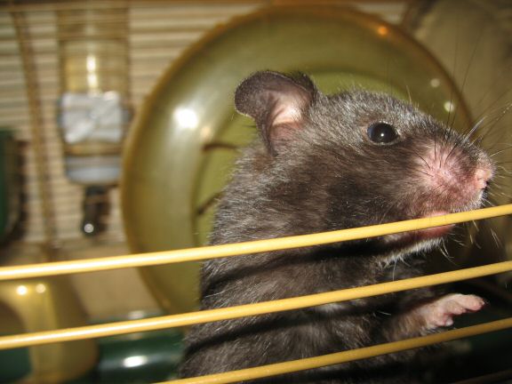 My hamster Lucy wants OUT of her cage...