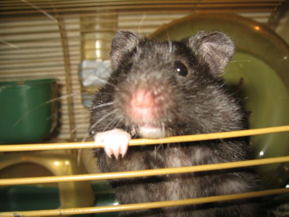My hamster Lucy wants OUT of her cage...