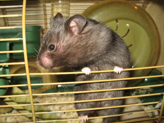 My hamster Lucy wants OUT of her cage...
