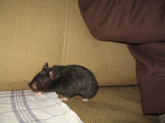 My hamster Lucy wants OUT of her cage...