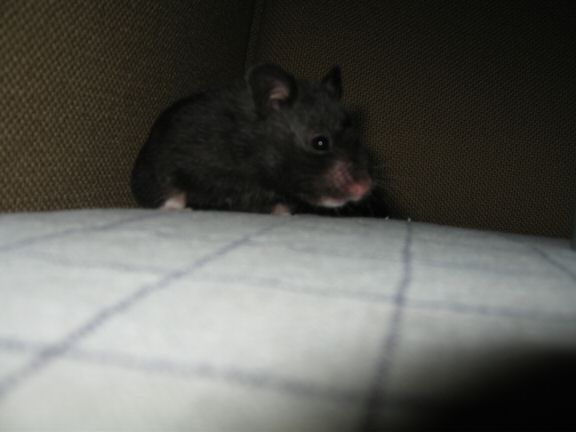 My hamster Lucy wants OUT of her cage...