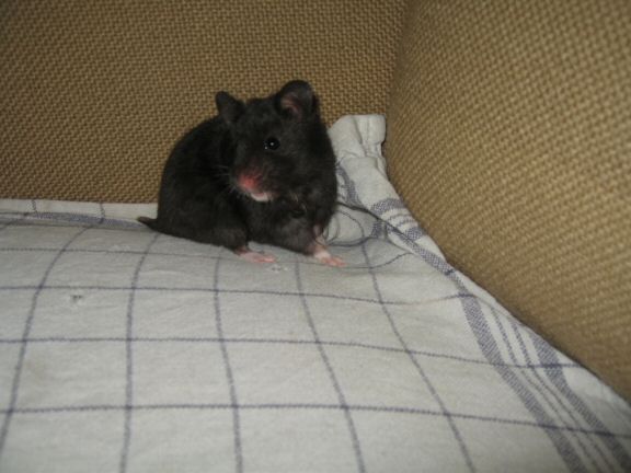 My hamster Lucy wants OUT of her cage...