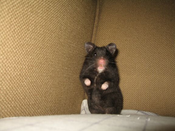 My hamster Lucy wants OUT of her cage...