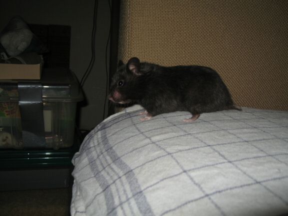 My hamster Lucy wants OUT of her cage...