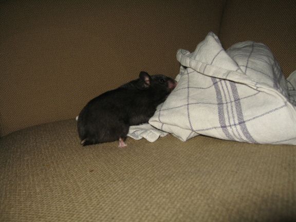 Tea-Towel fun with my hamster Lucy...
