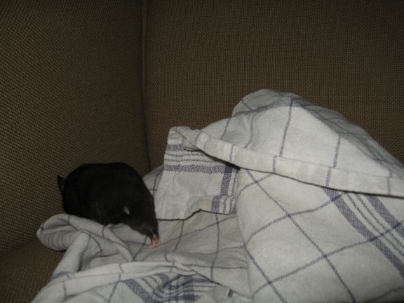 Tea-Towel fun with my hamster Lucy...