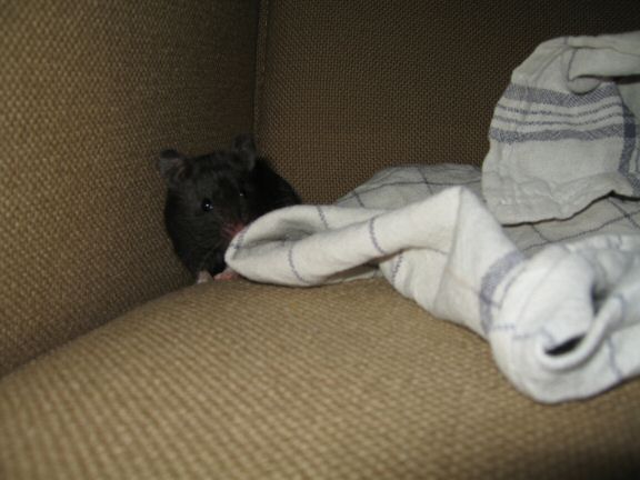 Tea-Towel fun with my hamster Lucy...