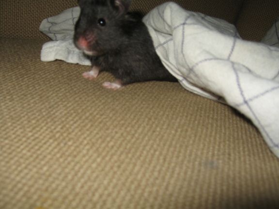 Tea-Towel fun with my hamster Lucy...