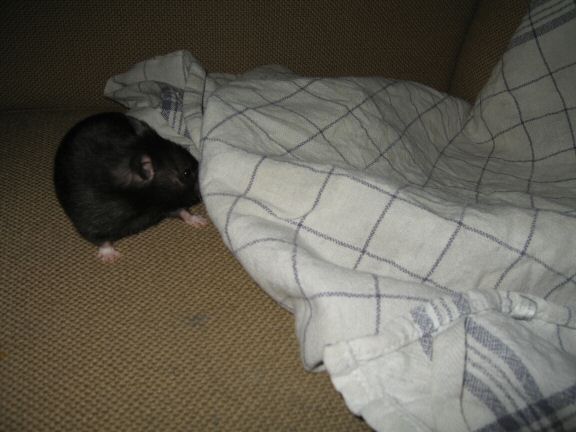 Tea-Towel fun with my hamster Lucy...