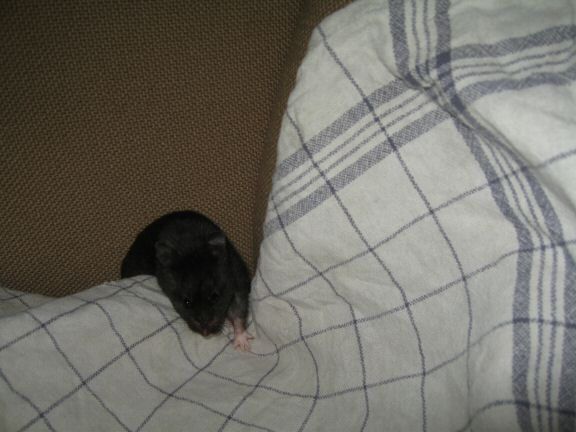 Tea-Towel fun with my hamster Lucy...