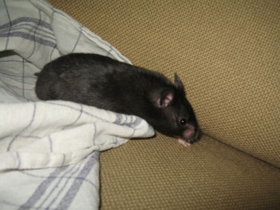 Tea-Towel fun with my hamster Lucy...