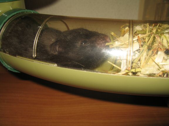 Getting to know my hamster Lucy better by the day...