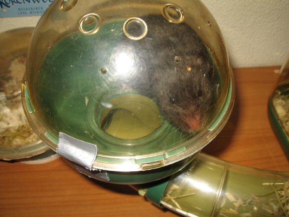 Getting to know my hamster Lucy better by the day...