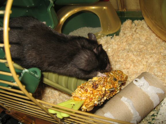 Cage cleaning for my hamster Lucy...