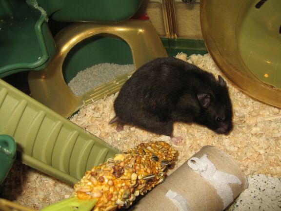 Cage cleaning for my hamster Lucy...