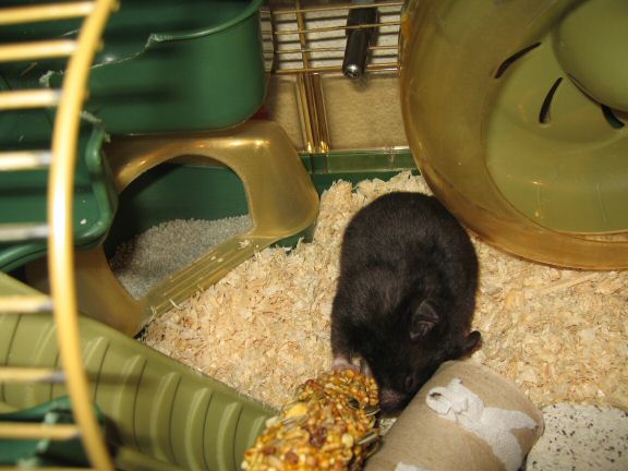 Cage cleaning for my hamster Lucy...