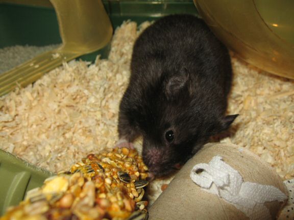 Cage cleaning for my hamster Lucy...