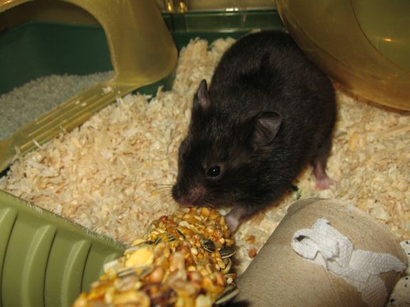 Cage cleaning for my hamster Lucy...