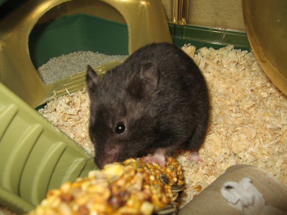 Cage cleaning for my hamster Lucy...