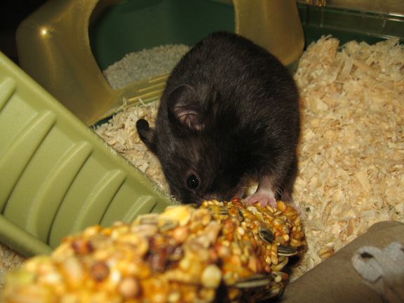 Cage cleaning for my hamster Lucy...