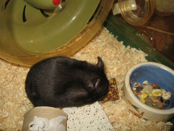 Snack time with my hamster Lucy...