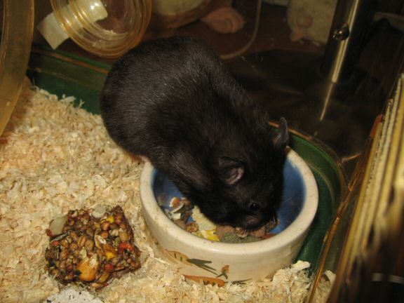 Snack time with my hamster Lucy...