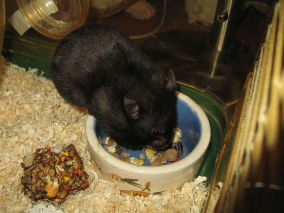 Snack time with my hamster Lucy...