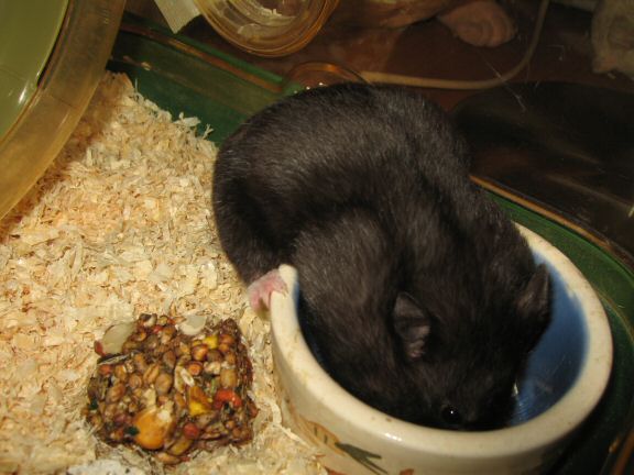 Snack time with my hamster Lucy...