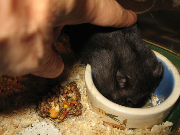 Snack time with my hamster Lucy...