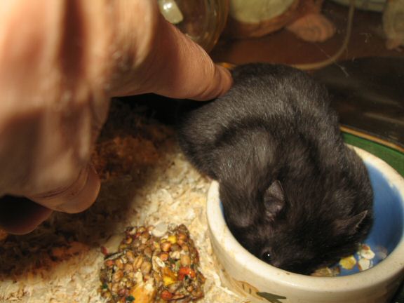 Snack time with my hamster Lucy...