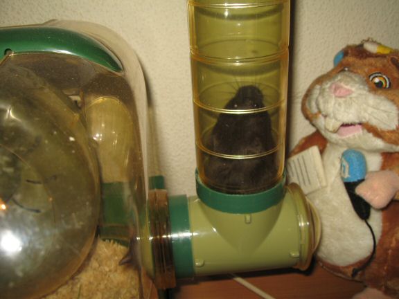 Snack time with my hamster Lucy...