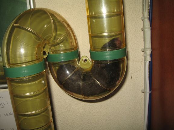 Snack time with my hamster Lucy...