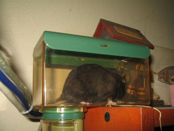 Snack time with my hamster Lucy...