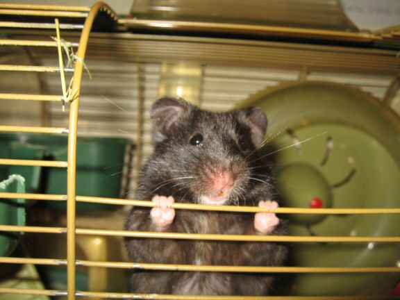 My hamster Lucy's Seduction...