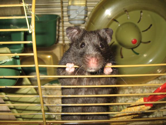 My hamster Lucy's Seduction...