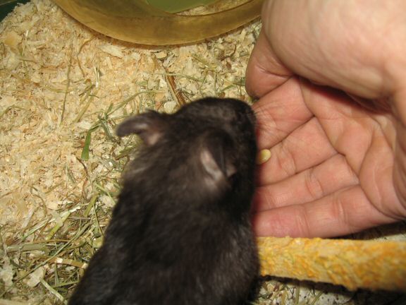 My hamster Lucy's Seduction...