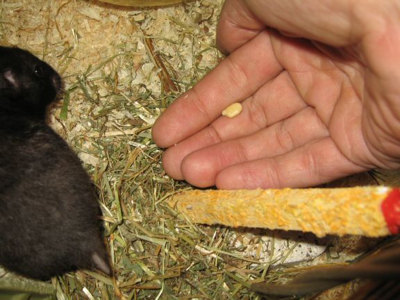 My hamster Lucy's Seduction...