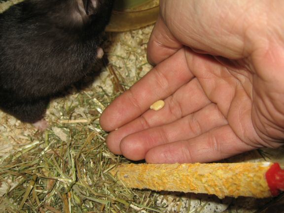 My hamster Lucy's Seduction...