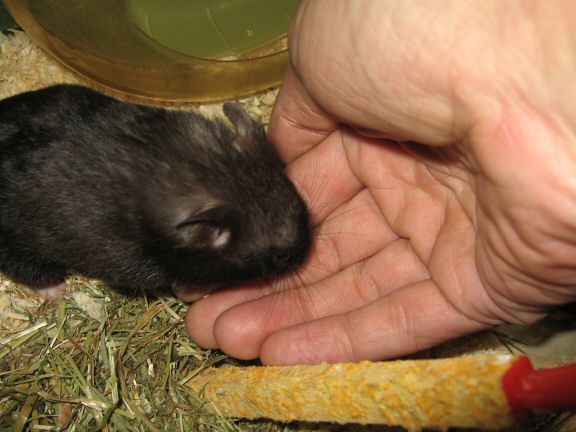 My hamster Lucy's Seduction...