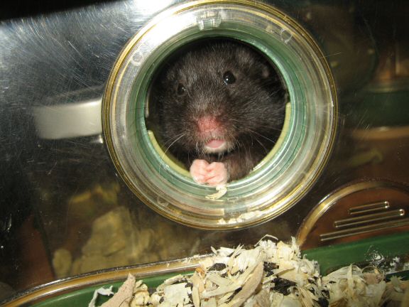 The Weekly Review With My hamster Lucy at HamsterTracker™...