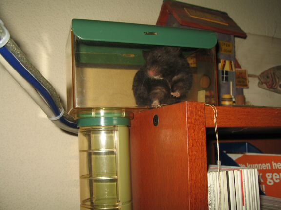 The Weekly Review With My hamster Lucy at HamsterTracker™...