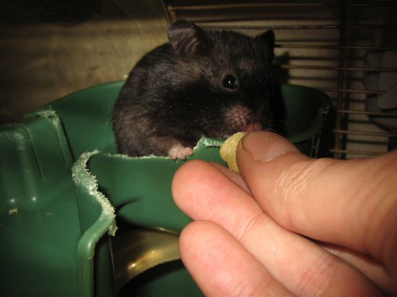 Sniff, Sniff, Grab and Go; by Lucy